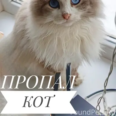 Пропал кот, район Черёмушки