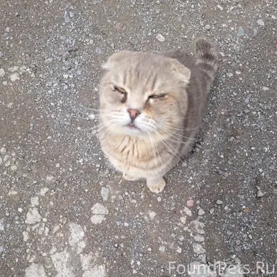 Пропала кошка!