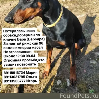 Пропала собака