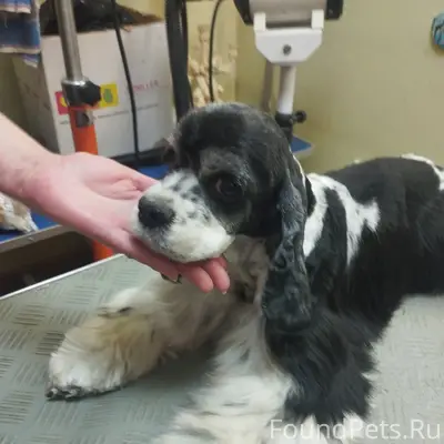 Пропала собака кокер спаниель, район цем завод