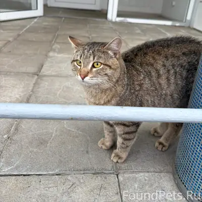 Найден кот, район Сююмбике 61