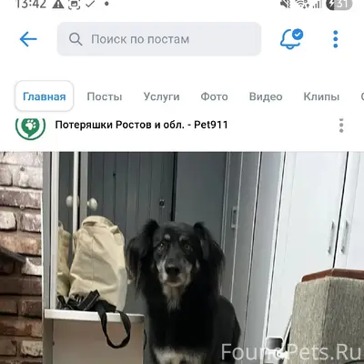 Пропала собака Дея, Миллерово