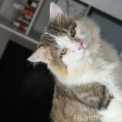 Пропал кот Максим, г. Севастополь