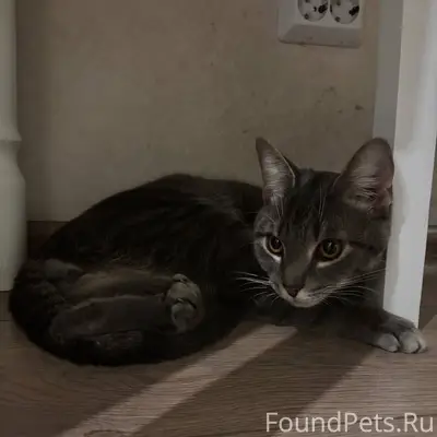 Найден кот, Санкт-Петербург, Приморский район