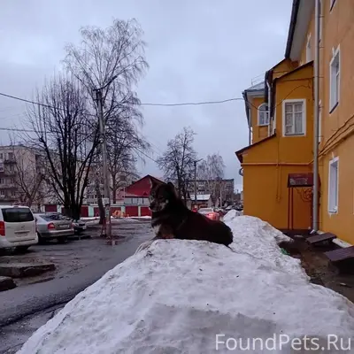 Пропала собака, улица Советская 9
