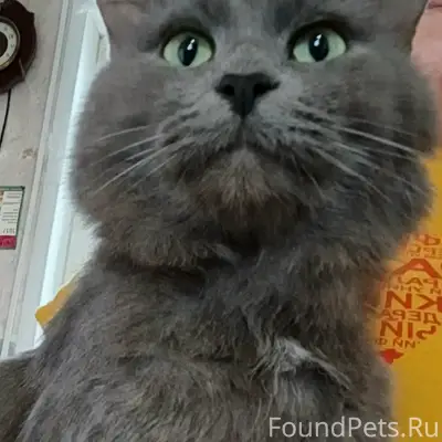 Найден кот, ищем хозяина