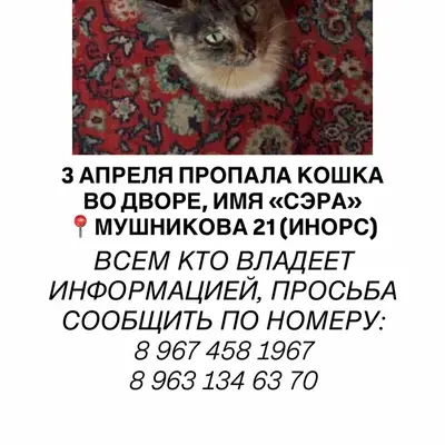 Пропала трёхцветка Сэра