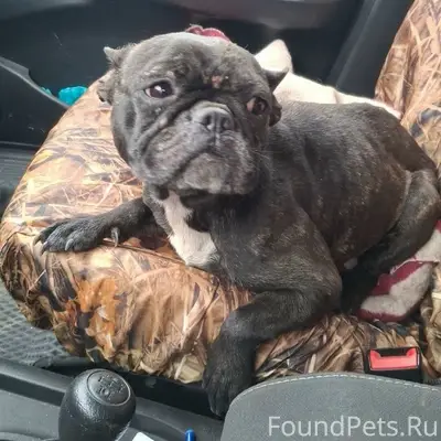 Найденна собака, ЧТЗ, район Мамина