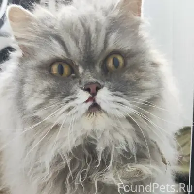 Найдена персидская кошка, без животных