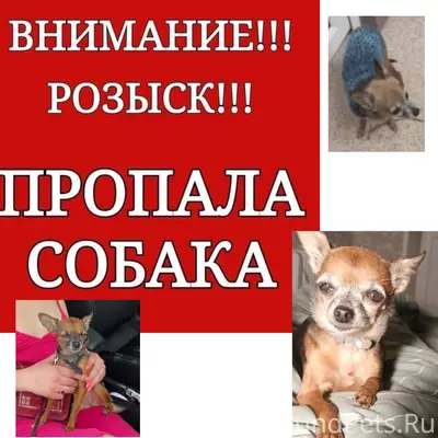Пропал той терьер, Северодвинск, Архангельское шоссе