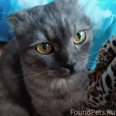 Пропал кот, Иваново