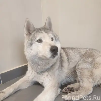 Найден кобель Хаски, Мытищи, Королёв