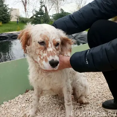 Найден кучерявый пёс с купированным хвостом, Волгоград