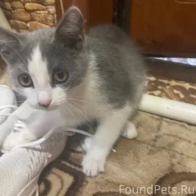 Пропала кошка, район Ленина