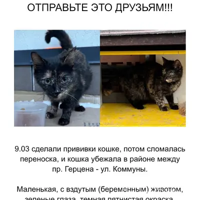 Пропала кошка, Всеволожск