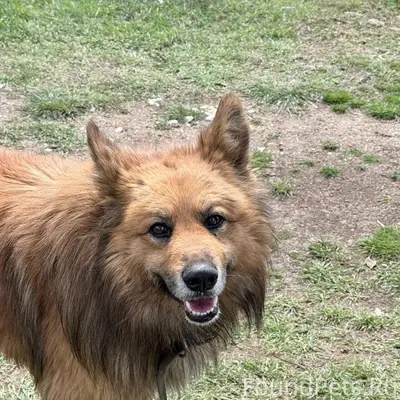 Пропала собака, район Горпищенко