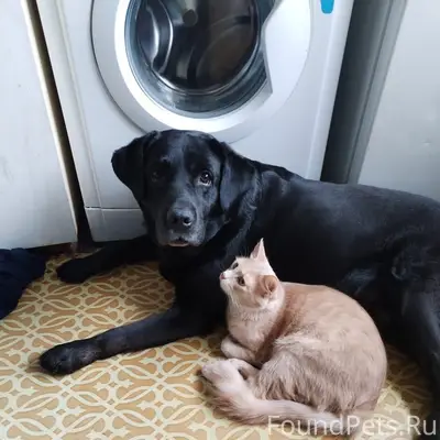 Пропал лабрадор, Большой Камень