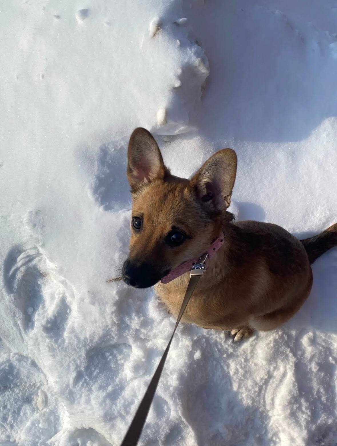 Пропала собака, район Буммаша/Берша