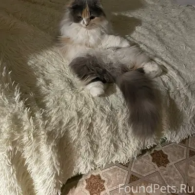 Пропала кошка, Сенная