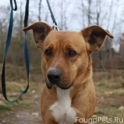 Найден метис стаффа Ласточка, Серпухов