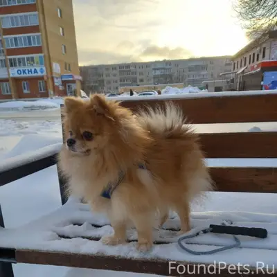 Пропала собака Мичи