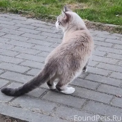 Пропал кот, г. Гурьевск