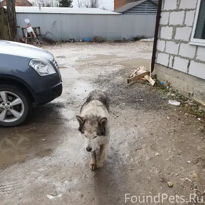 Пес ждёт хозяина около магазина