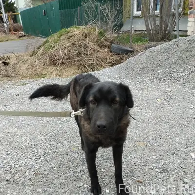Найден щенок девочка, Автозавод