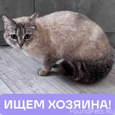 Найдена кошка, Саратов, 6 ой квартал