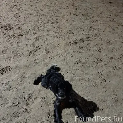 Найден спаниель, 10 мкр.