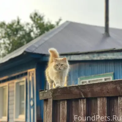 Пропал кот Рыжик, район улицы Комсомольской