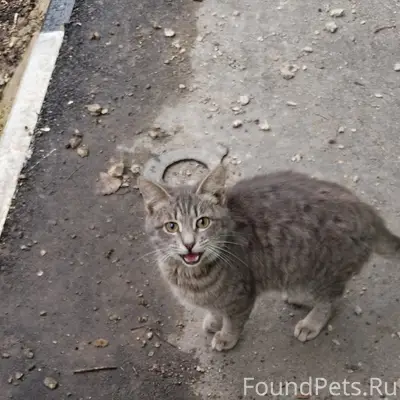 Пропал котёнок, г. Энгельс