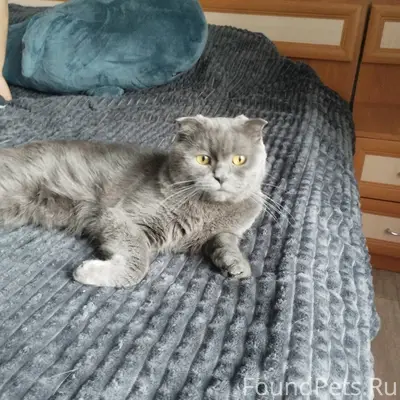 Пропал кот Тимошка, Старый Алексин