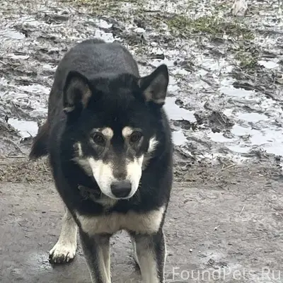 Найден восточносибирская лайка, с. Туртапка