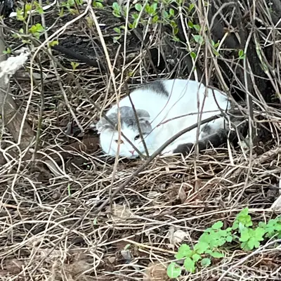 Найден кот, район ул. Победы