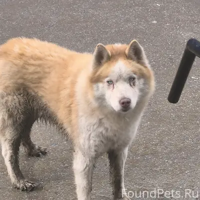 Найден Хаски бело-рыжий, голубые глаза
