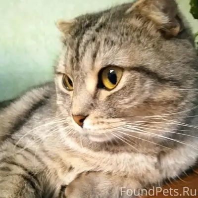 Найден кот, район Ленина 59