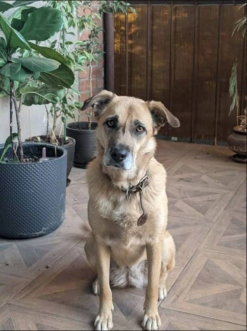 Пропала собака Леди, снт «Казачок», г. Новочеркасск