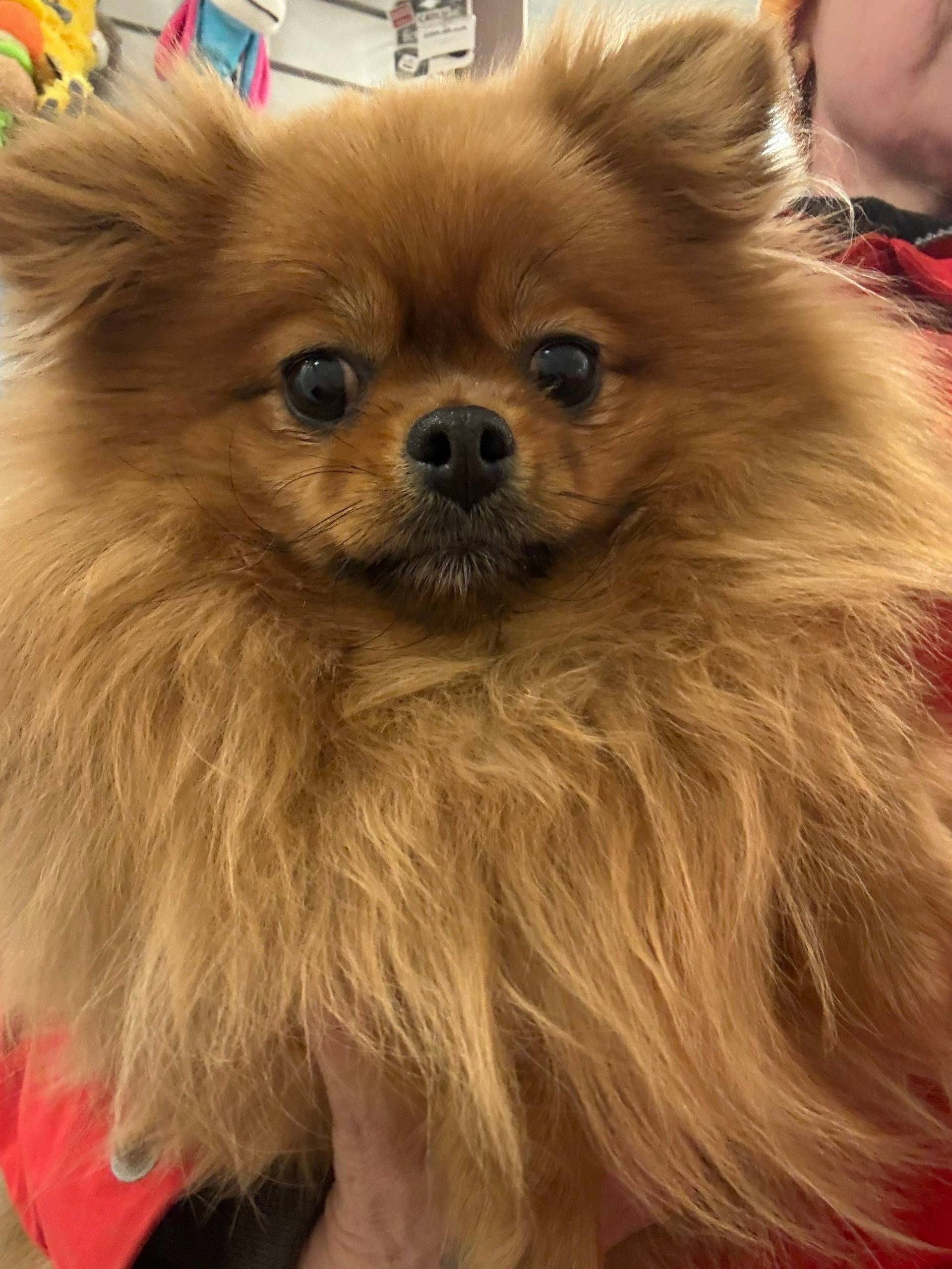 Найдена собака, Кировский р-н