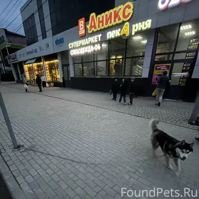 Найденна собака, вокзал