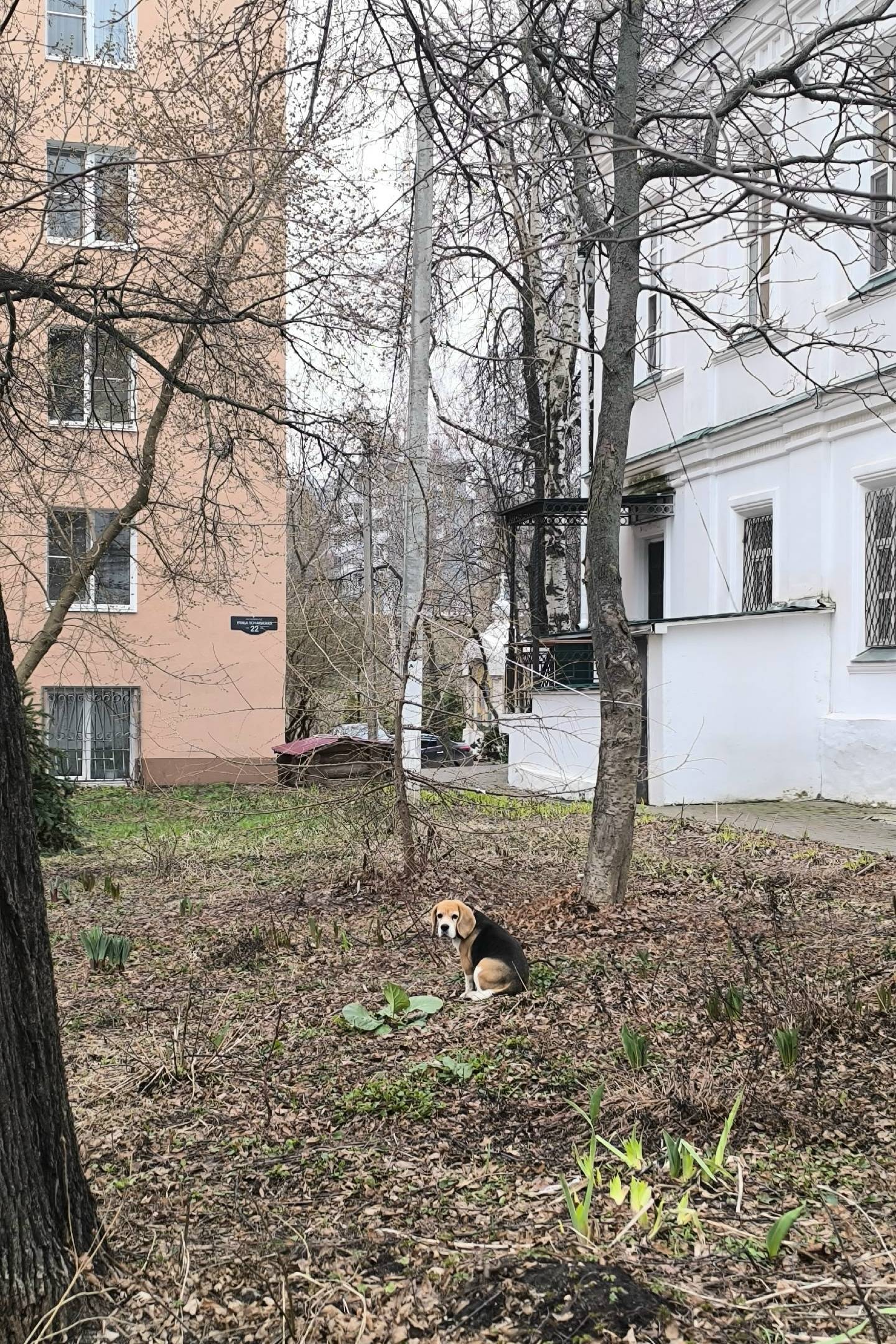 Найден бигль, Нижегородский район