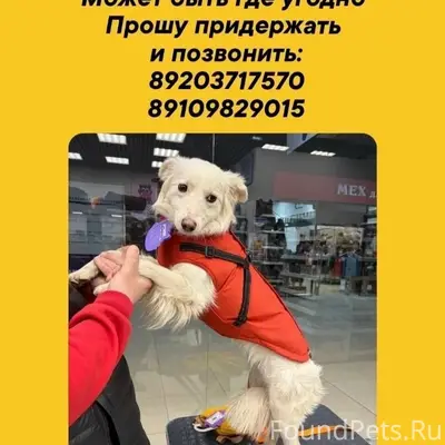 Пропала собака