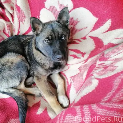 Найден щенок девочка, Буйничи