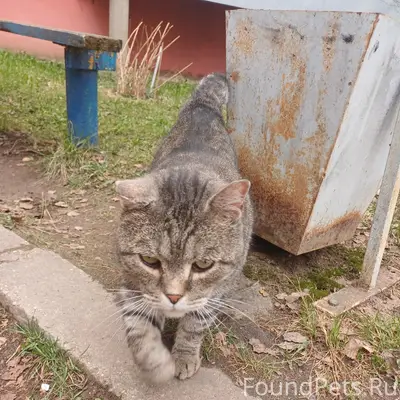 Найден кот, Ржев