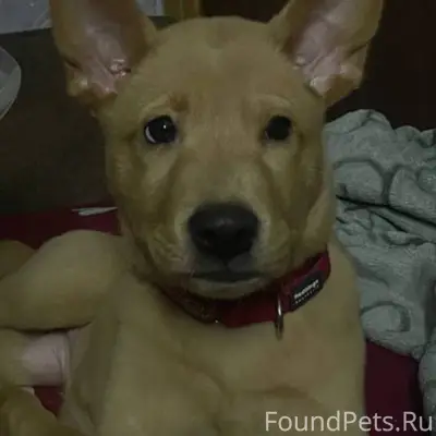 Пропал щенок по кличке Алия