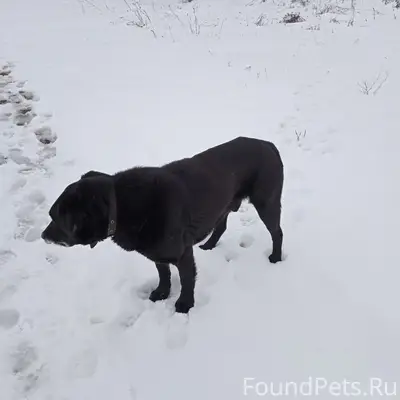 Пропал пёс в ошейнике