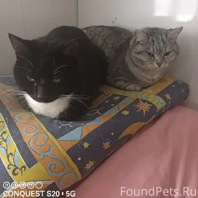 Пропал кот, серый, улица Тенистая 2