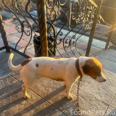 Пропал Джек-рассел Хабик, Пролетарская