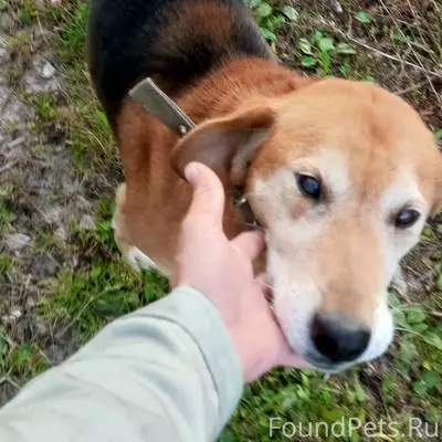 Пропала собака, с. Полховский Майдан