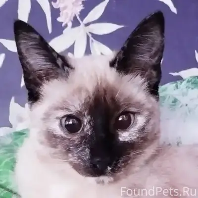 Пропала кошка Симка, Выселки